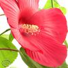 Hibiscus Galaxy